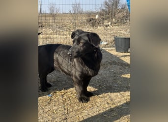 ⭐️MARIUCA⭐️, witzige, kleine Hündin, 3,5 Jahre, 37 cm, Mischling, Tierschutz Rumänien