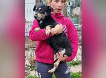 ♥LAURIN♥ süßer, noch zurückhaltender kleiner Rüde, der im Tierheim völlig überfordert ist 35 cm