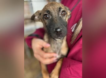 ♥JASCHA♥ neu auf Pflegestelle bei Köln -bezaubernder, verspielter, noch zurückhaltender Welpe 31 cm