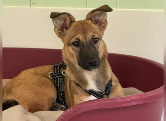 ♥INA♥ auf Pflegestelle bei Köln - süße, ganz liebe, anfangs noch unsichere Junghündin 32cm