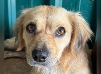 ♥BARLEY♥ ab 31. Juli auf Pflegestelle bei Köln - wunderschöner, menschenbezogener Junghund 40cm