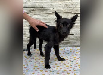 ♥TRACY♥ neu auf Pflegestelle bei Köln - zuckersüßes, verspieltes Welpenmädchen 33 cm (wachsend)