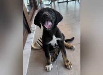 ⭐️ATHENA⭐️, kleine Entdeckerin, 3 Monate, 30 cm, Mischling, Tierschutz Rumänien