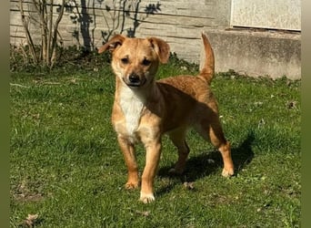 ♥KARA♥ auf Pflegestelle bei Köln - zuckersüße, fröhliche, verspielte Juniorin 30cm - bleibt kleiner