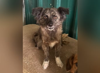 ♥SMOKEY♥ ab 31. Jul auf Pflegestelle bei Köln -süßer, zarter, menschenbezogener kleiner Rüde 35-40cm