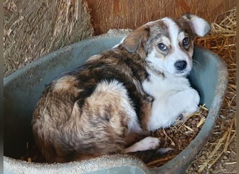 ♥OLLI♥ niedlicher tricolor-Junghund,der uns mit seiner angenehmen und ruhigen Art sehr berührt 36 cm