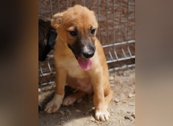 ⭐️THILO⭐️, süßer Welpenjunge, 3 Monate, 30 cm, Mischling, Tierschutz Rumänien