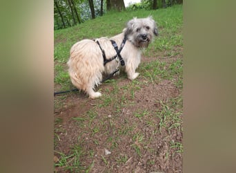 BRUNA, lustiger Clown, 2,5 Jahre, 30 cm, Pflegestelle 46359, Tierschutz Rumänien