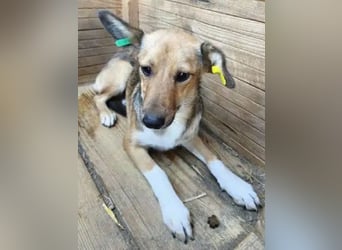 ♥DUMBO♥ neu auf Pflegestelle bei Köln - süßer, lieber, anfangs noch vorsichtiger Rüde 35cm