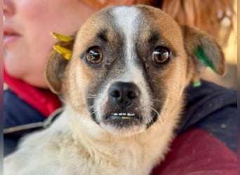 ♥PENINA♥ süße, ganz zutrauliche kleine Hündin mit dem entzückenden Unterbiss 40 cm