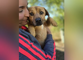 ♥MUFFIN♥ ab 9.Okt auf Pflegestelle bei Köln -süßer, ganz lieber, sehr zutraulicher kleiner Rüde 34cm