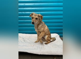 ♥DENNIS♥ auf Pflegestelle bei Köln -süßer, zutraulicher, verspielter kleiner Welpenjunge 39cm