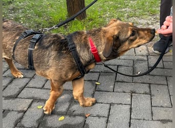 ♥MAYA♥ neu auf Pflegestelle bei Köln - süße, ganz liebe, noch unsichere kleine Junghündin 35 cm