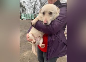 ♥ELIO♥ zarter, sensibler, noch unsicherer Jungrüde mit den großen Knopfaugen 35 cm