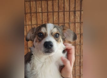 ♥OLLI♥ niedlicher tricolor-Junghund,der uns mit seiner angenehmen und ruhigen Art sehr berührt 36 cm