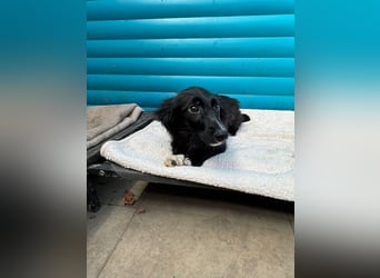 ♥TOKIO♥ auf Pflegestelle bei Köln - zuckersüßer, verspielter kleiner Welpe 28 cm