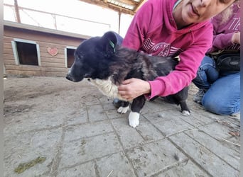 ♥INGO♥ hübscher, lieber, noch unsicherer kleiner Rüde 35 cm
