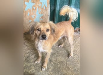 ♥BARLEY♥ ab 31. Juli auf Pflegestelle bei Köln - wunderschöner, menschenbezogener Junghund 40cm