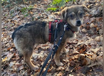 ♥HEDWIG♥ auf Pflegestelle bei Duisburg - süßes, verspieltes Welpenmädchen 33cm (wachsend)