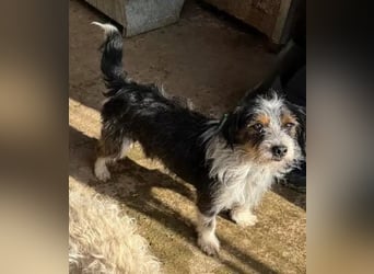 ♥BALU♥ ab Anfang Nov auf Pflegestelle bei Köln - zuckersüßer, verschmuster kleiner Rüde 30 cm