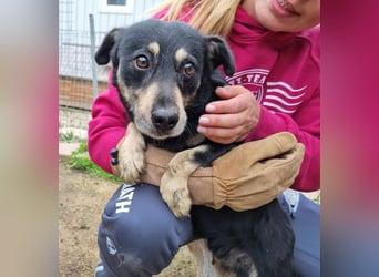 ♥LAURIN♥ süßer, noch zurückhaltender kleiner Rüde, der im Tierheim völlig überfordert ist 35 cm