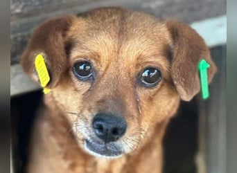 ♥MARILOU♥ zauberhafte, neugierige, noch unsichere Hündin, die sicher schnell Vertrauen fasst 40 cm