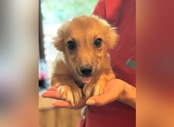 ⭐DINAI⭐, herzige Hündin, 5 Monate, 20 cm, Tierschutz Rumänien