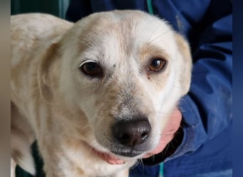 ♥PALOMA♥ neu auf Pflegestelle bei Duisburg - sanfte, ganz liebe, sensible, wunderschöne Hündin 40cm