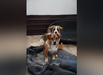 ⭐️TAC⭐️, Zuckerstück, Rüde, 2,5 Jahre, 35 cm, Mischling, Tierschutz Rumänien
