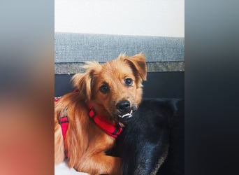 ♥EMMA♥ auf Pflegestelle bei Aachen - tolle kleine Juniorin mit dem süßen Unterbiss 31 cm (wachsend)