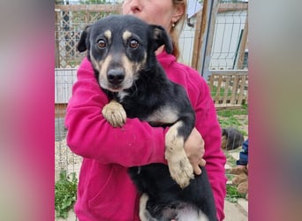 ♥LAURIN♥ süßer, noch zurückhaltender kleiner Rüde, der im Tierheim völlig überfordert ist 35 cm