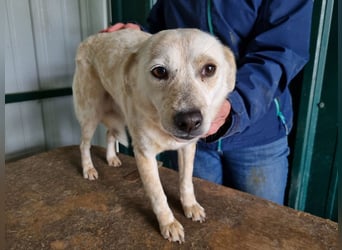 ♥PALOMA♥ neu auf Pflegestelle bei Duisburg - sanfte, ganz liebe, sensible, wunderschöne Hündin 40cm