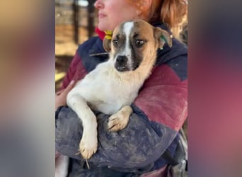 ♥PENINA♥ süße, ganz zutrauliche kleine Hündin mit dem entzückenden Unterbiss 40 cm