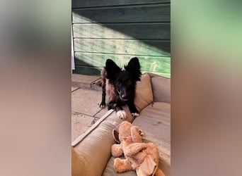 ♥TOKIO♥ auf Pflegestelle bei Köln - zuckersüßer, verspielter kleiner Welpe 28 cm