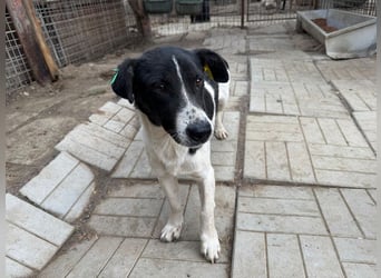 ♥RINGO♥ zuckersüßer, ruhiger kleiner sanfter Schatz 38 cm