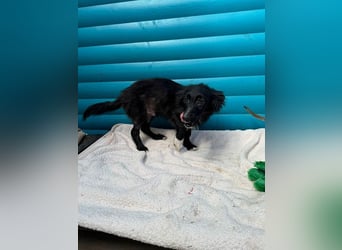 ♥TOKIO♥ auf Pflegestelle bei Köln - zuckersüßer, verspielter kleiner Welpe 28 cm