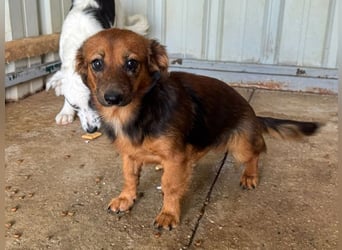 ♥PINKY♥ ab 4. Sep auf Pflegestelle bei Köln-süßes, superliebes Hundemädchen ca 35 cm (kleinbleibend)