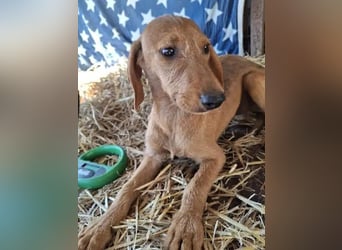 ♥COSMO♥ neu auf Pflegestelle bei Köln - süßer, verspielter kleiner Welpenbub 33 cm (wachsend)