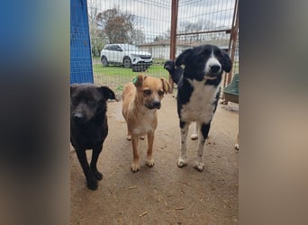 ♥THEO♥ hübscher, ganz lieber kleiner Rüde, der lieber helle Fellfarbe hätte 38 cm