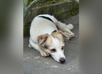 ♥TARA♥ neu auf Pflegest bei Köln-zarte,anfangs noch vorsichtige Hündin, die immer mehr aufblüht 30cm