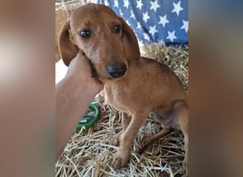 ♥COSMO♥ neu auf Pflegestelle bei Köln - süßer, verspielter kleiner Welpenbub 33 cm (wachsend)