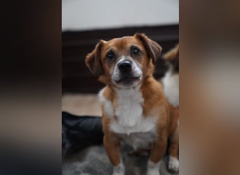 ⭐️TAC⭐️, Zuckerstück, Rüde, 2,5 Jahre, 35 cm, Mischling, Tierschutz Rumänien