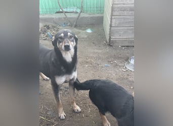 ⭐️ONYA⭐️, liebe Hundeseele, Hündin, 3,5 Jahre, 40 cm, Mischling, Tierschutz Rumänien