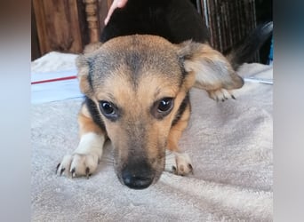 ⭐️MISSY⭐️, süßer Dackel-Mischling, Hündin, 4 Jahre, 31cm, Mischling, Tierschutz Rumänien