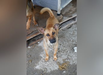 ⭐️BINELLE⭐️, aufgeschlossene Hündin, 1 Jahr, 33 cm, Mischling, Tierschutz Rumänien