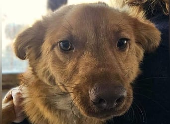 ♥MANOLO♥ ab 15. Aug auf Pflegestelle bei Köln - süßer, knuffiger, ganz lieber kleiner Kerl 40cm