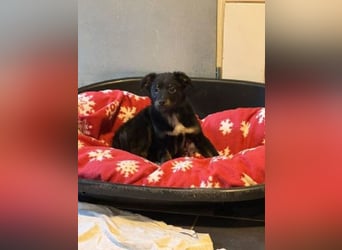 ♥BAMBU♥ auf Pflegestelle bei Köln - entzückendes, aufgewecktes Hundemädchen 37cm (wird mittelgroß)