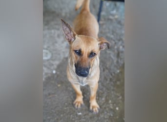 ⭐️BINELLE⭐️, aufgeschlossene Hündin, 1 Jahr, 33 cm, Mischling, Tierschutz Rumänien