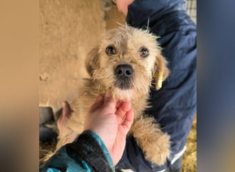 ♥ABBY♥ ab 21. Mär auf Pflegestelle bei Köln - süße, kleine, noch zurückhaltende Junghündin 30-35cm