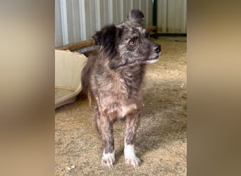 ♥SMOKEY♥ ab 31. Jul auf Pflegestelle bei Köln -süßer, zarter, menschenbezogener kleiner Rüde 35-40cm